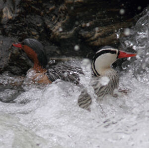 Torrent Duck