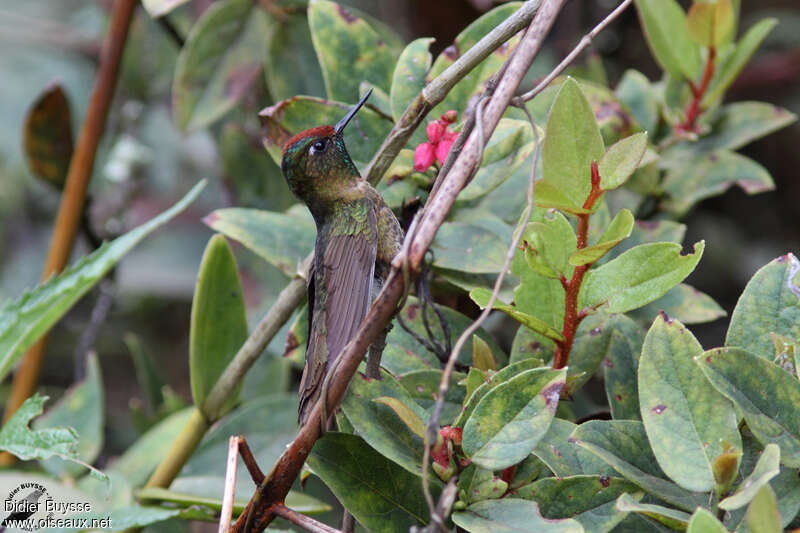 Rufous-capped Thornbill male adult, identification