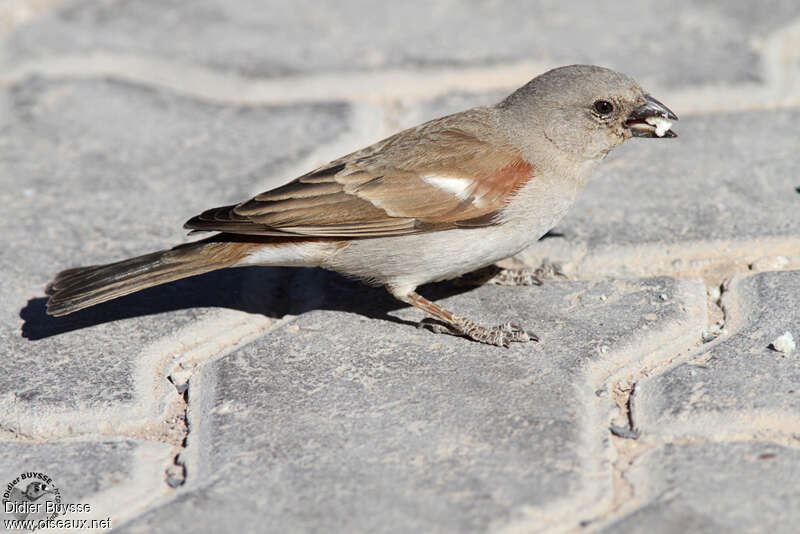 Southern Grey-headed Sparrowadult