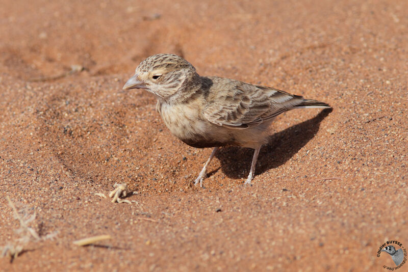 Grey-backed Sparrow-Lark female adult, identification