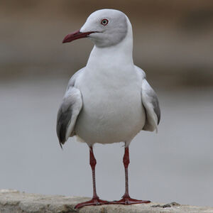 Mouette à tête grise