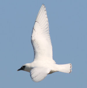 Ivory Gull