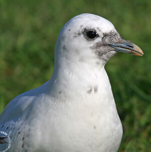 Ivory Gull
