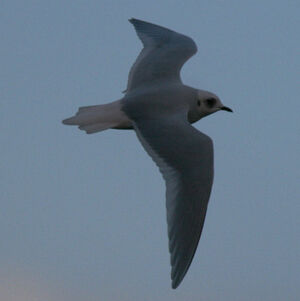 Ross's Gull