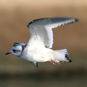 Ross's Gull