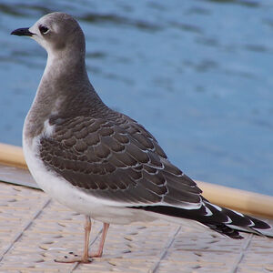 Mouette de Sabine
