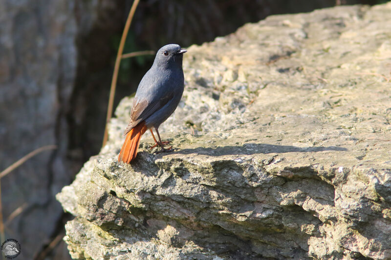 Plumbeous Water Redstart male adult, identification, Reproduction-nesting