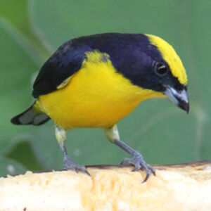 Organiste à bec épais