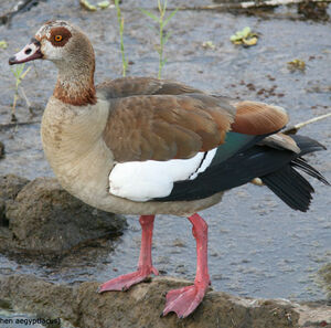 Egyptian Goose