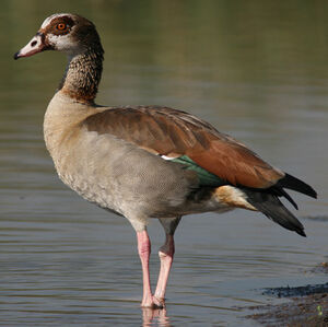 Egyptian Goose