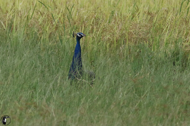 Paon bleu mâle adulte nuptial, identification, habitat, camouflage