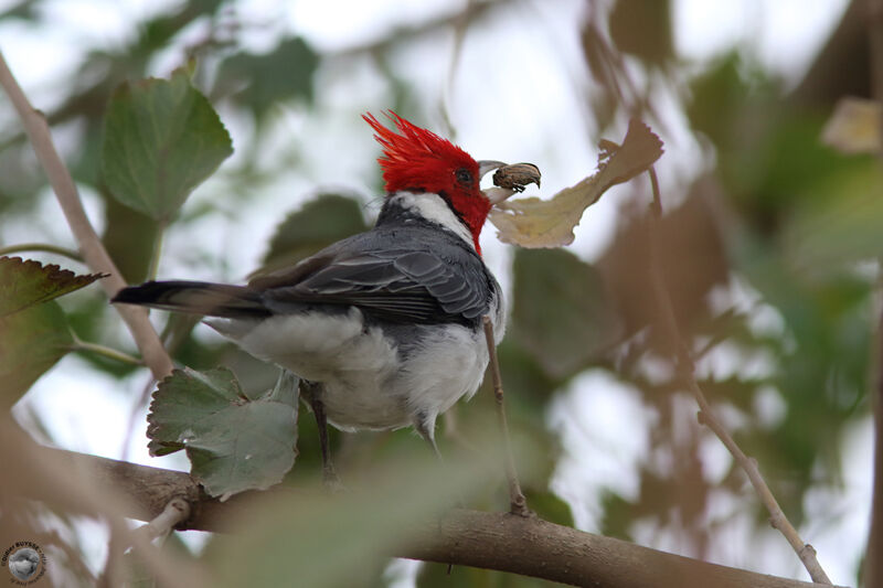 Red-crested Cardinaladult, identification, eats