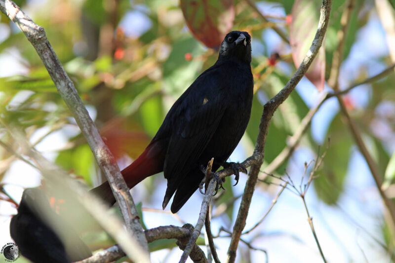 Tawny-shouldered Blackbirdadult, identification