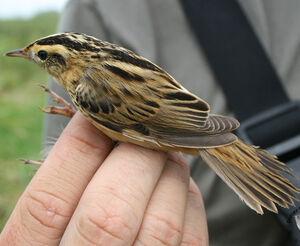 Aquatic Warbler