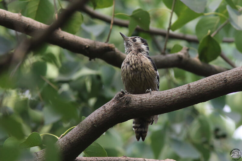 Grey-capped Pygmy Woodpecker female adult, identification