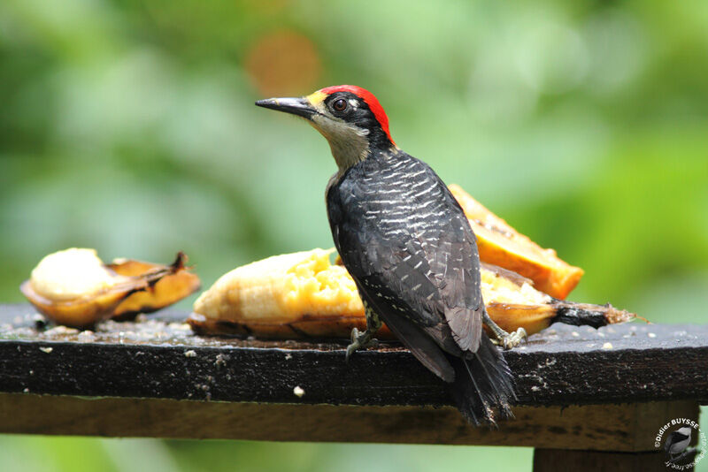 Black-cheeked Woodpecker male adult, identification, feeding habits