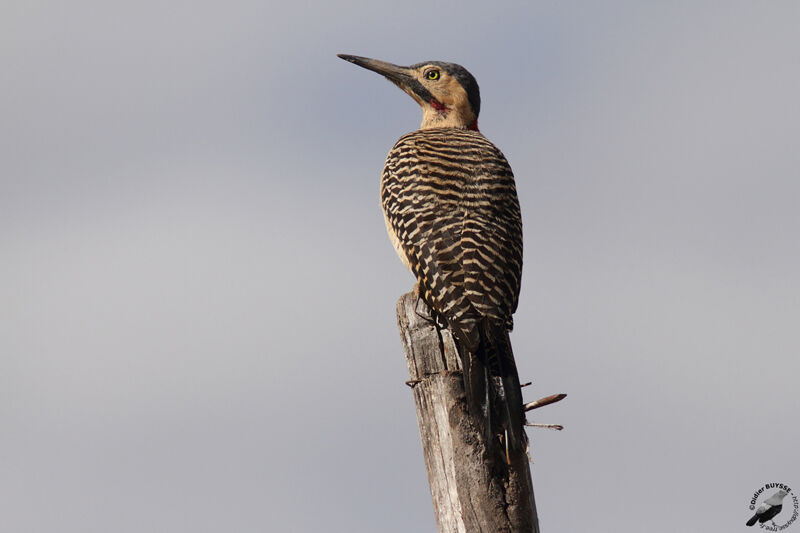 Andean Flicker male adult, identification