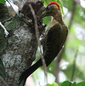 Laced Woodpecker