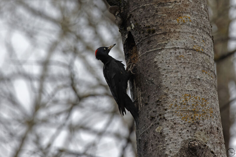 Black Woodpecker female adult, habitat