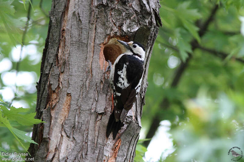 Syrian Woodpecker female adult, identification, Reproduction-nesting