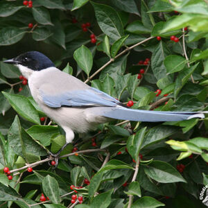 Pie bleue