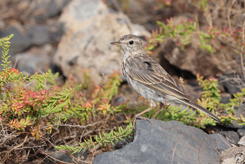 Berthelot's Pipit male adult
