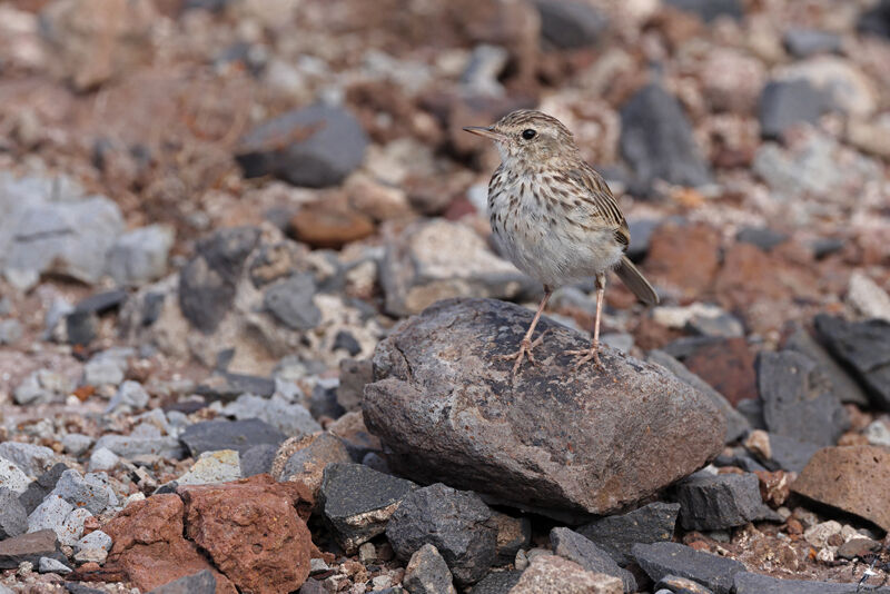 Berthelot's Pipit male adult