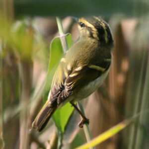 Pallas's Leaf Warbler 
&copy; Didier Buysse