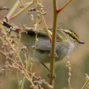 Pallas's Leaf Warbler