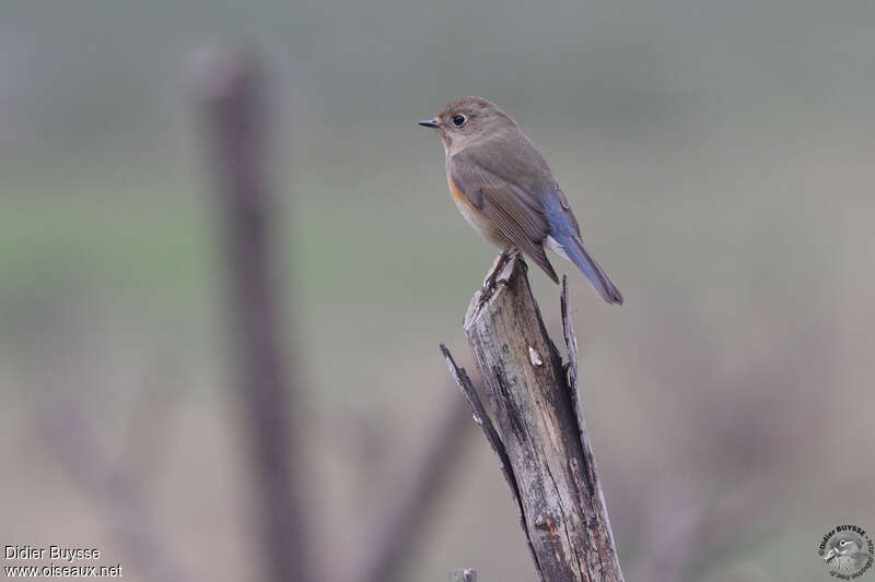 Red-flanked Bluetail, identification