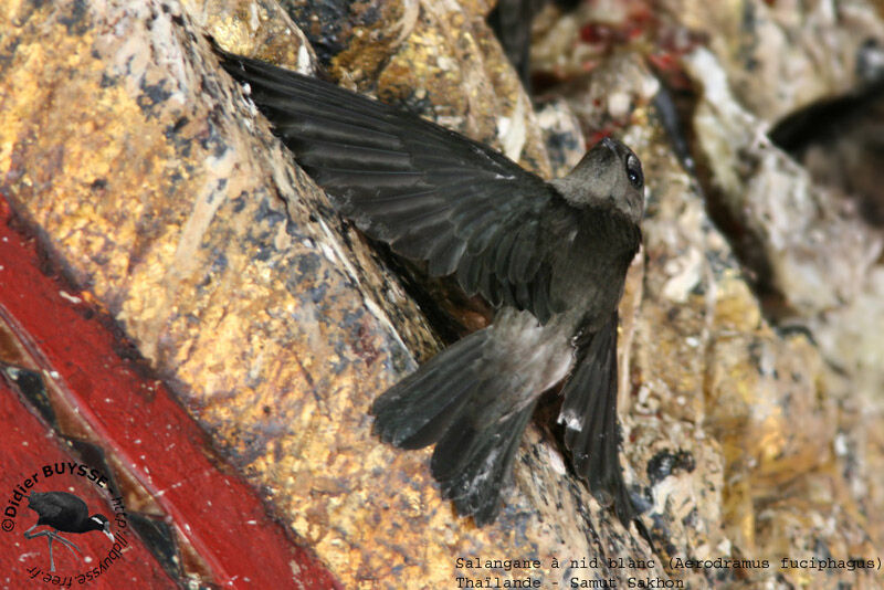 Edible-nest SwiftletFirst year