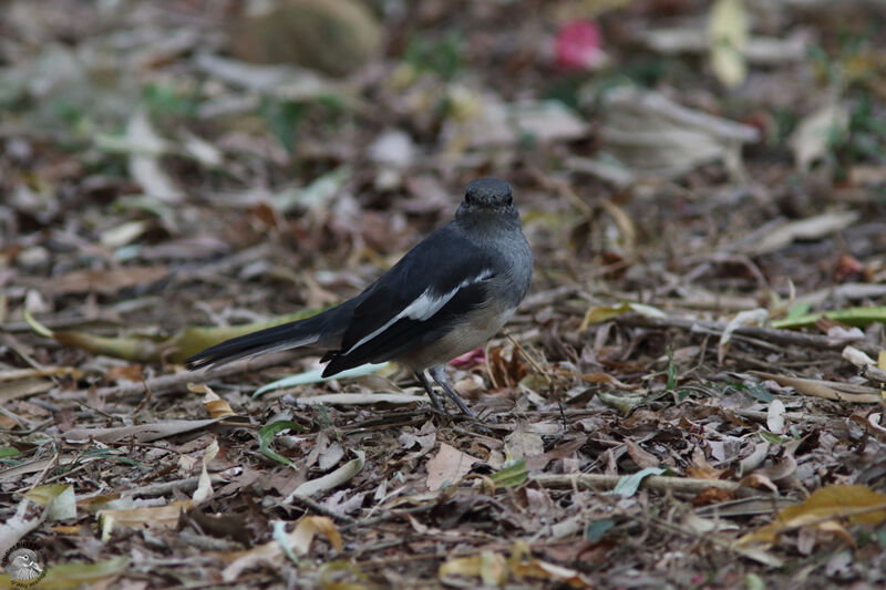 Oriental Magpie-Robin female adult, identification