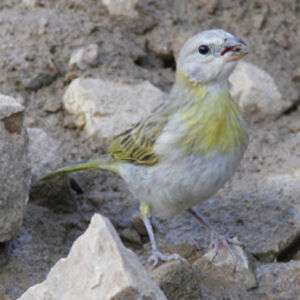 Saffron Finch