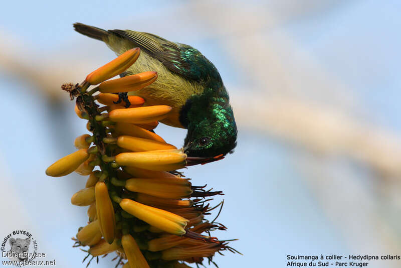 Collared Sunbird male adult, feeding habits, Behaviour
