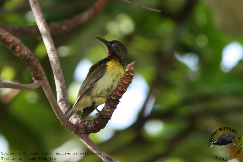 Brown-throated Sunbird male adult breeding