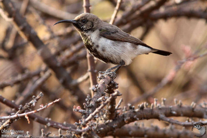 Dusky Sunbird male adult transition, identification
