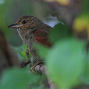 Red-faced Spinetail