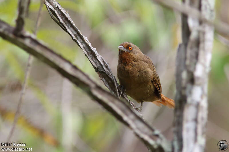 Orange-eyed Thornbirdadult, identification
