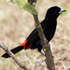 Passerini's Tanager