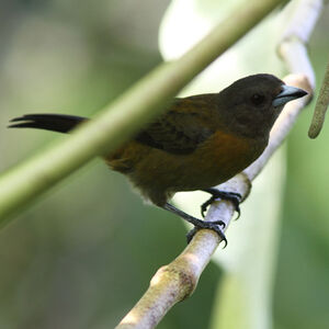 Passerini's Tanager