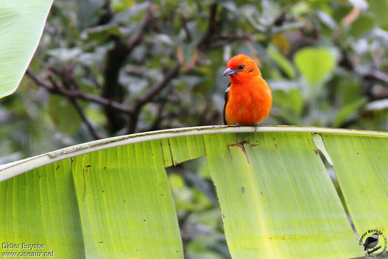 Flame-colored Tanager male adult, habitat, pigmentation
