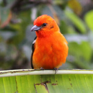 Flame-colored Tanager