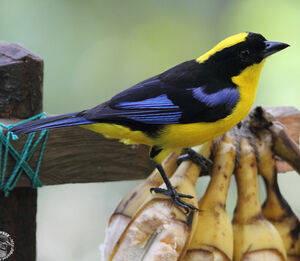 Blue-winged Mountain Tanager