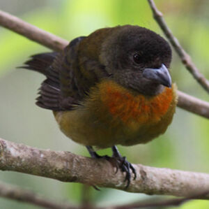 Cherrie's Tanager