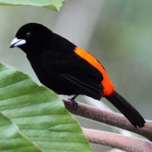 Cherrie's Tanager