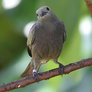 Palm Tanager