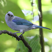 Blue-grey Tanager