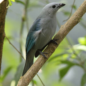 Blue-grey Tanager