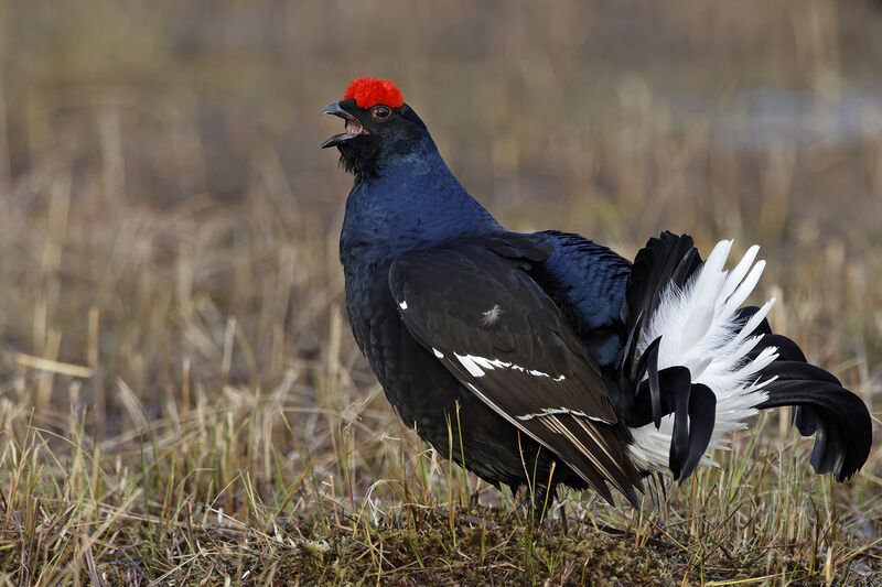 Black Grouse male adult, courting display