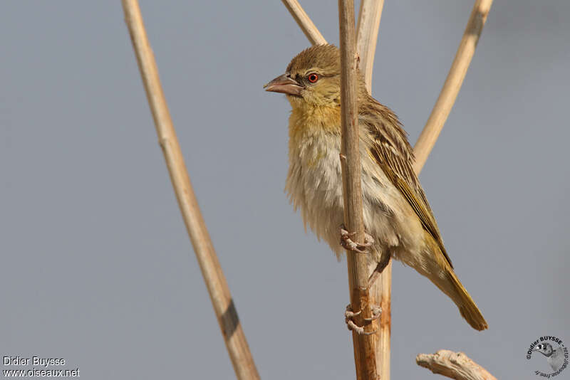 Southern Masked Weaver female adult post breeding, identification